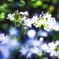 Agapanthus Soul