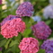 紫陽花