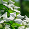 Japanese Dogwood