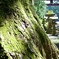 山道の脇道
