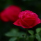 夏至の夜の薔薇