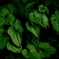 leaves