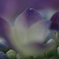紫陽花の季節２「淡白な色合い」
