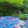 紫陽花の池