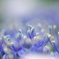 紫陽花の季節３「はじける」