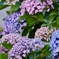紫陽花