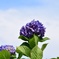 梅雨晴れ紫陽花