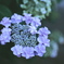 季節の花