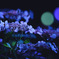 The smell of the night