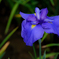 花菖蒲