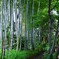 向島百花園～ⅵ