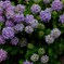 DSCF2341-11s