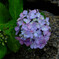 DSCF2347-13s