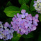 DSCF2346-12s