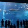 海のスクリーン