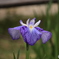 607菖蒲18