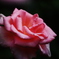 薔薇