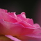 薔薇　Ⅱ