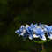 紫陽花