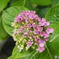 渦紫陽花