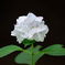 紫陽花