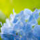 flower photo