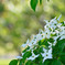 Japanese Dogwood