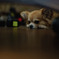 inu_ii