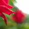 薔薇色の雫