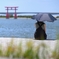 夏が来る