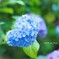 花束みたいなコイをした