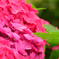 紫陽花