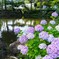 紫陽花が咲く池