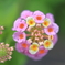 野花