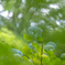 梅雨晴れの紫陽花