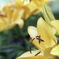 可愛い百合の花