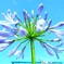 四季折々の花 (60)