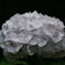 紫陽花の季節５「白一色」