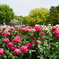 満開の薔薇園