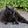 猫