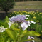 紫陽花の咲く水辺