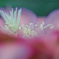 DSC02098. 蕊の園を尋ぬ