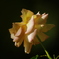薔薇