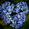 Hydrangea