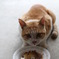 のら猫