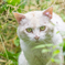 白野良猫