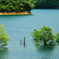 黒川ダム　沈水木