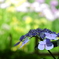 背景は菖蒲畑 ( 判らん!!! )