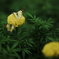黄色とYellow