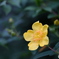 可愛い花